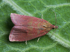 Celypha rosaceana
