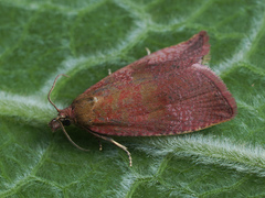 Celypha rosaceana