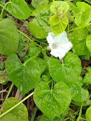 Ipomoea lacunosa