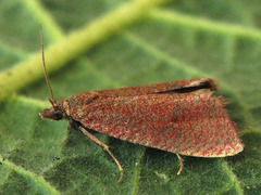 Celypha rosaceana
