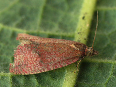 Celypha rosaceana