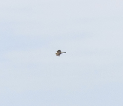Accipiter gularis