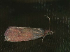 Celypha rosaceana