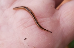 Australopacifica regina