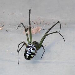 Leucauge argentina