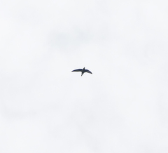 Hirundapus caudacutus