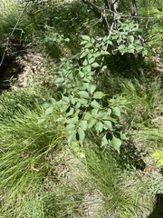 Fraxinus bungeana