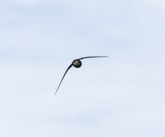 Hirundapus caudacutus