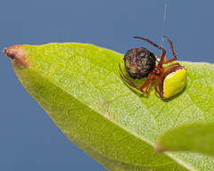Araneus viridiventris