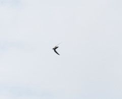 Hirundapus caudacutus