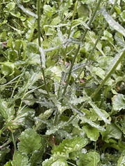 Leucanthemum vulgare