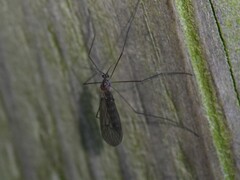 Trichoceridae