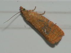 Celypha rufana