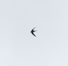 Hirundapus caudacutus