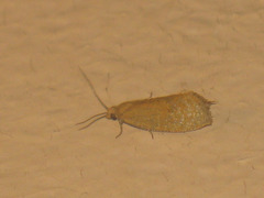 Celypha rufana