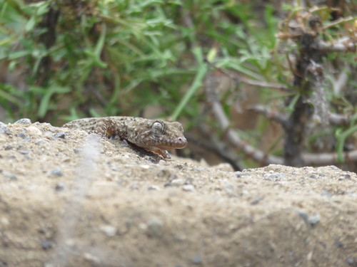 Tarentola delalandii