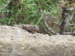 Tarentola delalandii
