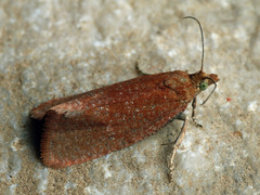 Celypha rufana