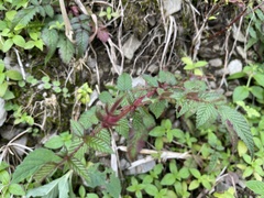 Rubus croceacanthus