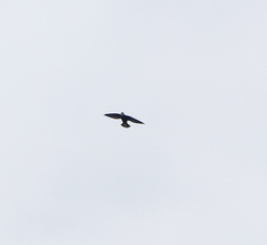 Hirundapus caudacutus