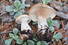 Clitocella popinalis