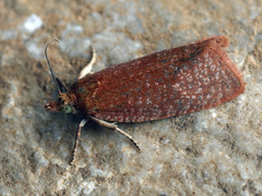 Celypha rufana