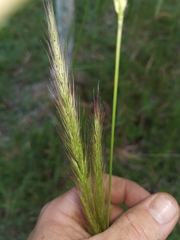 Dichelachne micrantha