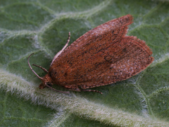 Celypha rufana