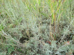 Artemisia nitrosa