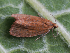 Celypha rufana