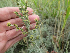 Artemisia nitrosa