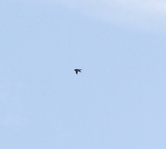 Hirundapus caudacutus