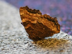 Nymphalis polychloros