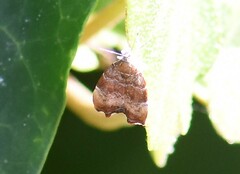 Choreutis nemorana