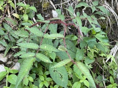 Rubus croceacanthus