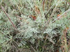 Artemisia nitrosa