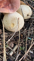 Scleroderma citrinum