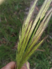 Dichelachne micrantha