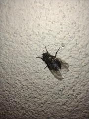 Calyptratae