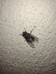 Calyptratae