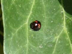 Chilocorus bipustulatus