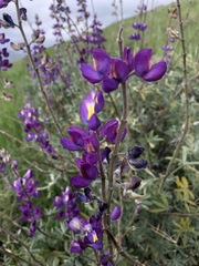 Lupinus paynei