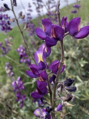 Lupinus paynei