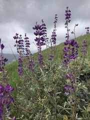 Lupinus paynei