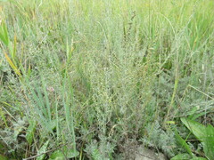Artemisia nitrosa