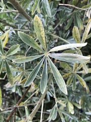 Lupinus paynei