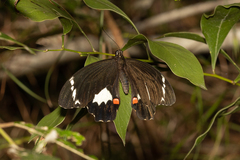 Papilio aegeus