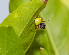 Araneus viridiventris