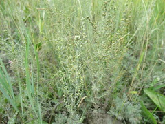 Artemisia nitrosa