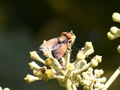 Phasia aurigera